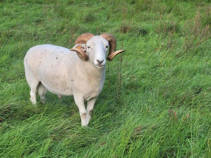 Wiltshire Horn dekram te koop - GERESERVEERD, Dieren en Toebehoren, Schapen, Geiten en Varkens, Schaap, Mannelijk, 3 tot 5 jaar