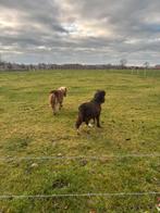 2 mini-shetlanders à vendre, Animaux & Accessoires, Poneys, Jument