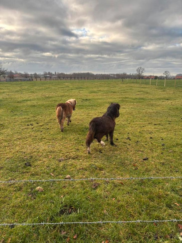 2 mini-shetlanders à vendre, Animaux & Accessoires, Poneys, Jument