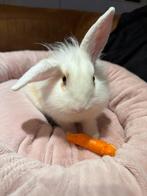 Klein marshmallowtje – Wit-caramel dwergkonijn hangoor, Dieren en Toebehoren, Konijnen, Mannelijk, Klein, Hangoor, 0 tot 2 jaar