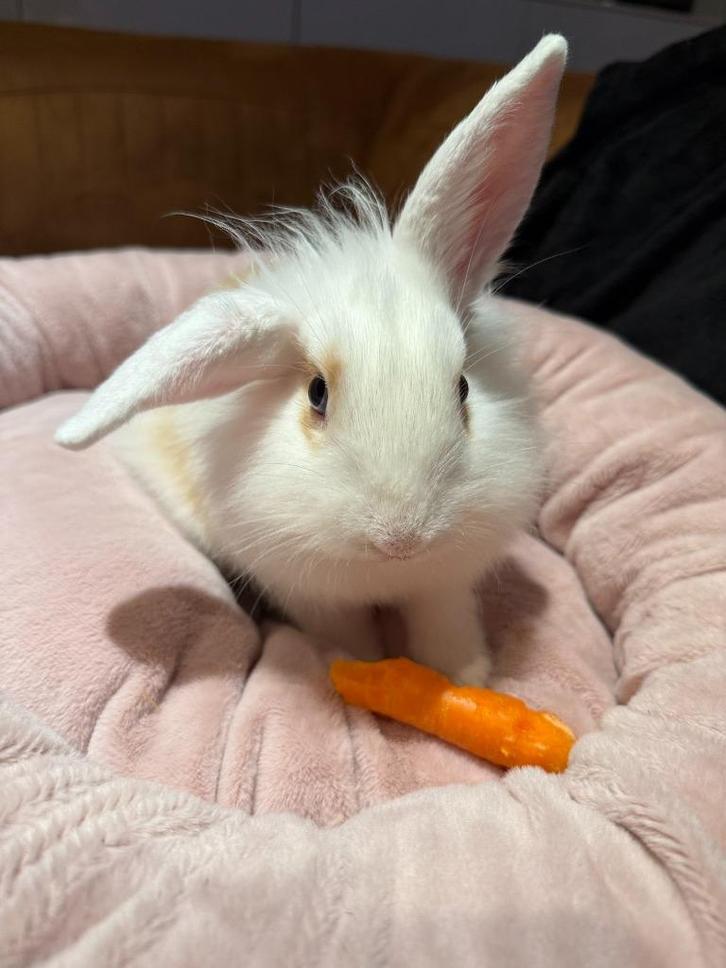 Klein marshmallowtje – Wit-caramel dwergkonijn hangoor, Dieren en Toebehoren, Konijnen, Klein, Mannelijk, 0 tot 2 jaar, Hangoor