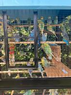 REGENBOOG GRASPARKIETJES VANAF 18 EURO/KOPPEL, Dieren en Toebehoren, Vogels | Parkieten en Papegaaien, Meerdere dieren, Parkiet