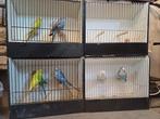 Allerlei vogels te koop, Animaux & Accessoires, Oiseaux | Cages & Volières, Comme neuf, Enlèvement