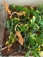 Wimpergekko’s 5x gekko 1x man 4x vrouw, Dieren en Toebehoren