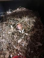 Goudhamster, Dieren en Toebehoren