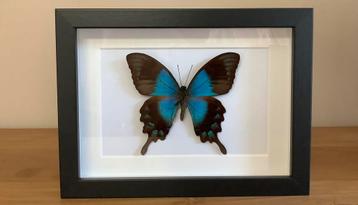 Papilio lorquinianus in 3d kader beschikbaar voor biedingen