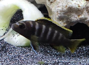 Labidochromis mbamba bay malawi cichliden  beschikbaar voor biedingen