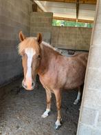 B-pony - 6 jaar, Merrie, B, 3 tot 6 jaar, B pony (1.17m tot 1.27m)