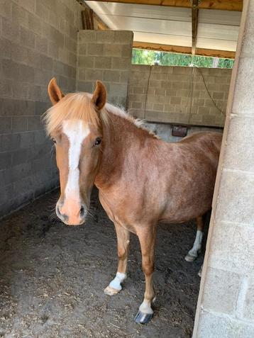 B-pony - 6 jaar  beschikbaar voor biedingen
