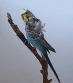 Hagoromo grasparkieten gezocht, Dieren en Toebehoren, Vogels | Parkieten en Papegaaien