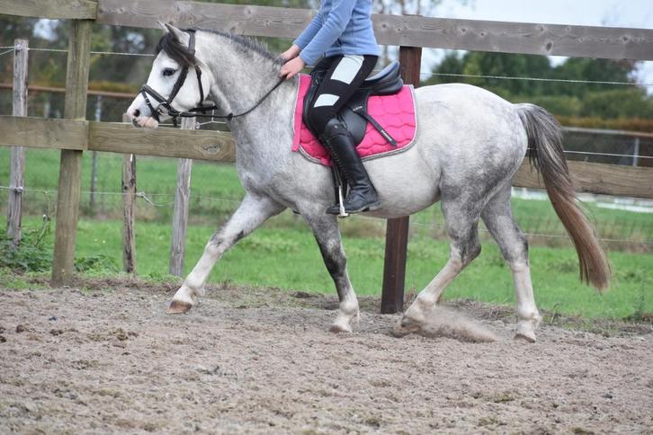 Bloedmooie, superbraaf gereden, grote maat B stamboekruin, Dieren en Toebehoren, Pony's, Ruin, B, B pony (1.17m tot 1.27m), Recreatiepony