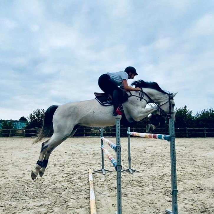 Ruiter en trainer aangeboden!, Dieren en Toebehoren, Stalling en Weidegang