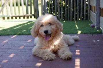 Prachtige medium Goldendoodle pups  beschikbaar voor biedingen