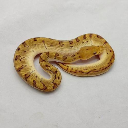 Pinstripe OD Clown het Pied koningspython man, Dieren en Toebehoren, Reptielen en Amfibieën, Slang, 0 tot 2 jaar, Tam