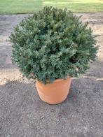 Taxus Baccata bollen, Tuin en Terras, Ophalen