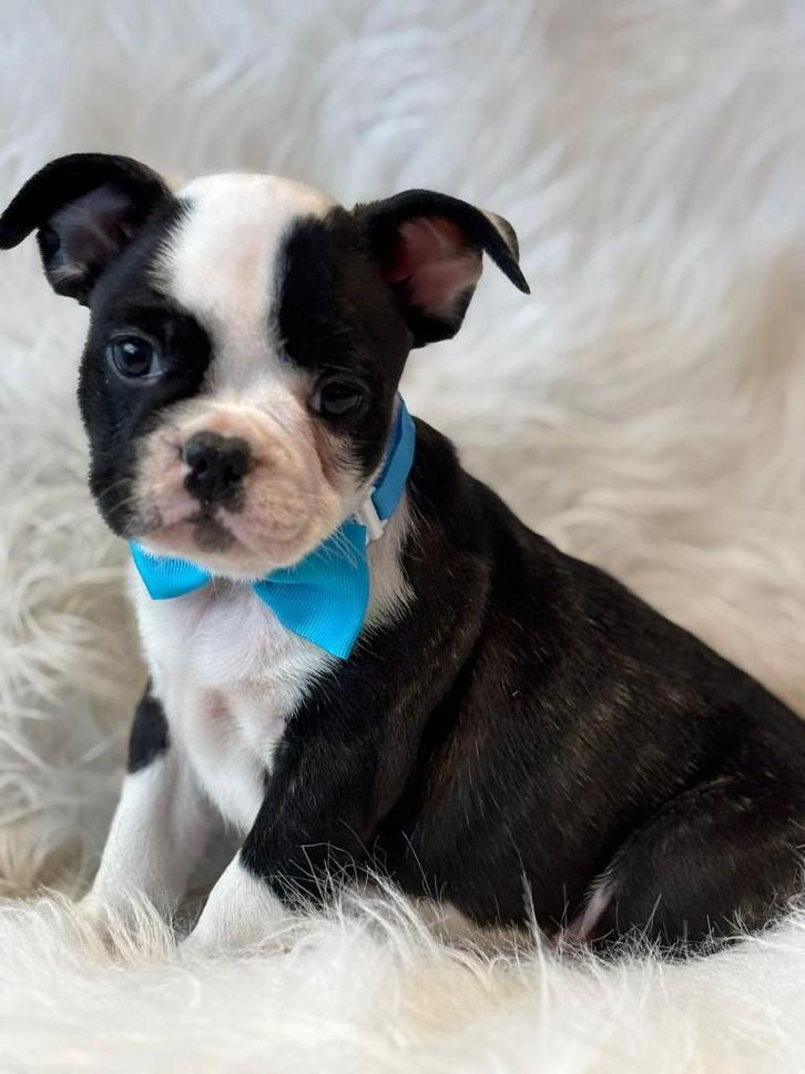 Leuke franse bulldog pups, Dieren en Toebehoren, Honden | Bulldogs, Pinschers en Molossers, Meerdere dieren, Bulldog, Fokker | Professioneel