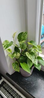 Plante, Huis en Inrichting