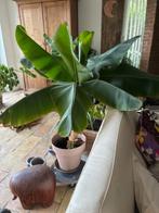 Bananier en pot, Ophalen, 100 tot 150 cm, Overige soorten, Halfschaduw