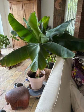 Bananier en pot beschikbaar voor biedingen