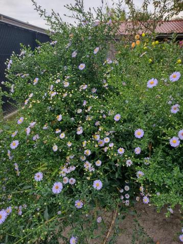 plant, Tuin en Terras, Planten | Tuinplanten, Ophalen, Herfst, Vaste plant, Halfschaduw