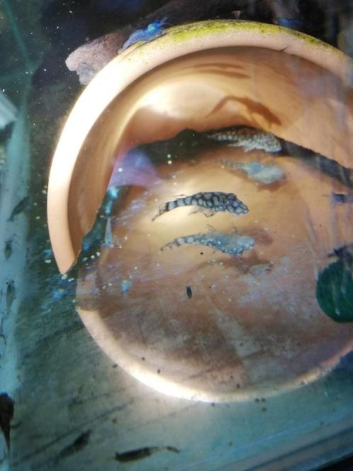 Mooie gemarmerde Ancistrus Rio Paraguay jongen, Dieren en Toebehoren, Vissen | Aquariumvissen, Zoetwatervis, Vis, Schoolvis