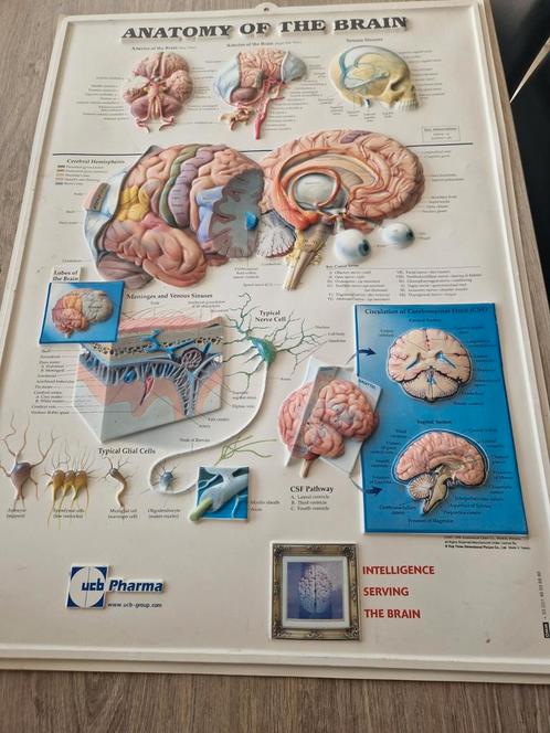 Anatomy of the brain , pop three dimensionaal , UCB PHARMA, Antiek en Kunst, Antiek | Schoolplaten, Natuur en Biologie, Ophalen of Verzenden