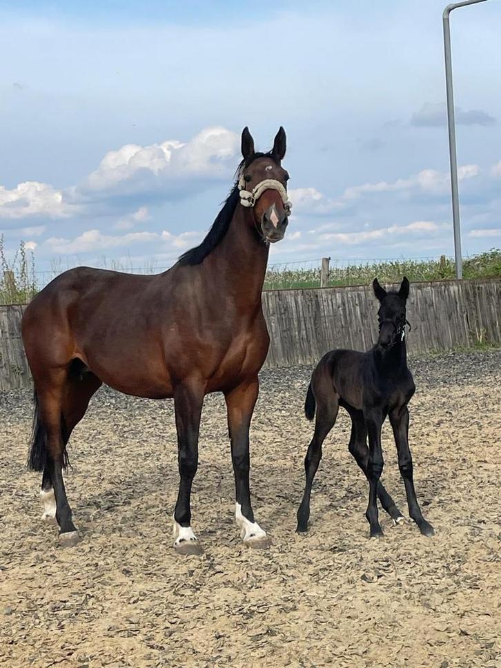 Fokmerrie (Drachtig van Devil 2000), Dieren en Toebehoren, Paarden en Pony's | Dekhengsten en Fokmerries, Merrie