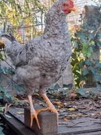 Kruising cream legbar x koekoek 20 weken oud, Tickets en Kaartjes