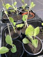 Plants d’ aubergines - pieds a planter, Ophalen