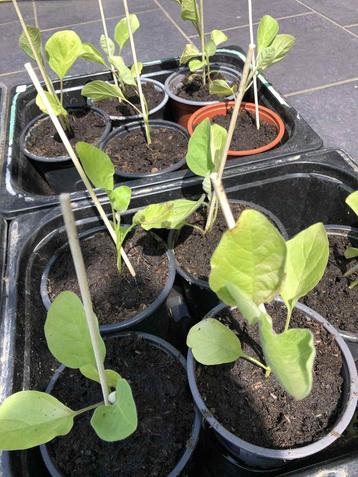 Plants d’ aubergines - pieds a planter beschikbaar voor biedingen