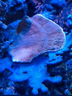Montipora capricornis En Montipora hodgsoni