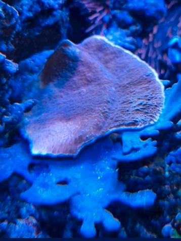 Montipora capricornis En Montipora hodgsoni  beschikbaar voor biedingen