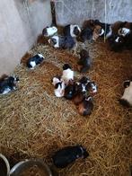 Cavia, Ophalen