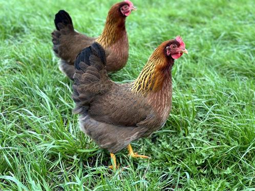 Jonge tamme Welsumer groot kippen, gesekst en ingeënt, Dieren en Toebehoren, Pluimvee, Kip, Vrouwelijk