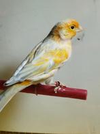 Kanaries te koop. Mannen en poppen van vorig jaar, Dieren en Toebehoren, Vogels | Kanaries