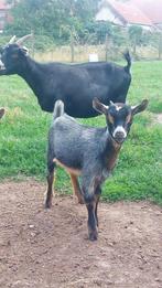 Dwerggeit mieke met blauwschimmel tan mieke (lam), Dieren en Toebehoren, Schapen, Geiten en Varkens
