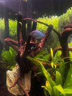 3x Dwarf Neon Rainbowfish / dwerg neon regenboogvis, Dieren en Toebehoren, Vis, Zoetwatervis, Schoolvis
