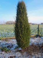 Taxus piramides, Ophalen