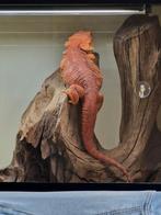 Baardagaam, Dieren en Toebehoren