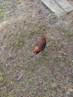 haan legrassen, Dieren en Toebehoren, Mannelijk, Kip
