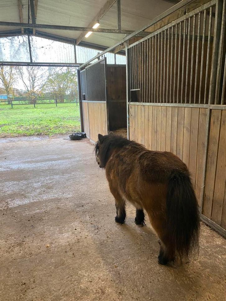 Weidemaatje gezocht, Dieren en Toebehoren, Pony's, Meerdere dieren, A pony (tot 1.17m)