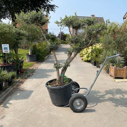 Prachtige pompon olijfbomen te verkrijgen., Tuin en Terras, Planten | Bomen, Ophalen of Verzenden