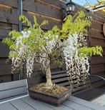 Wisteria Floribunda bonsai - Wisteria, Overige soorten, Lente, Minder dan 100 cm, Ophalen
