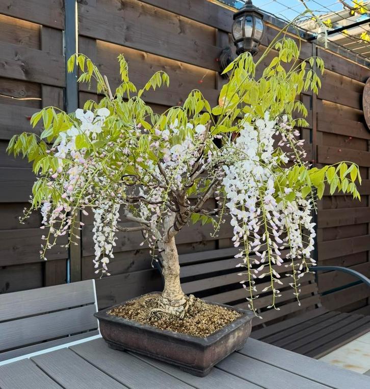 Bonsaï Wisteria Floribunda - Glycine en bourgeonnement, Jardin & Terrasse, Plantes | Arbres, Autres espèces, Moins de 100 cm, Plein soleil