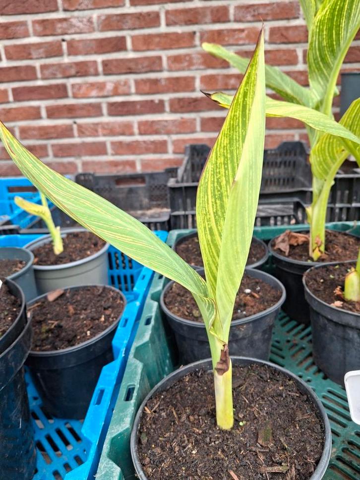 Canna Pretoria, Tuin en Terras, Planten | Tuinplanten, Ophalen of Verzenden