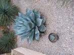 Planten, Tuin en Terras, Planten | Tuinplanten, Ophalen