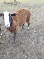 Zwartbles ram, Dieren en Toebehoren, Schapen, Geiten en Varkens, Mannelijk, Schaap, 0 tot 2 jaar