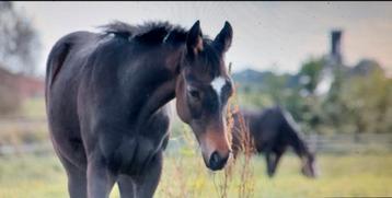 Jeunes chevaux 