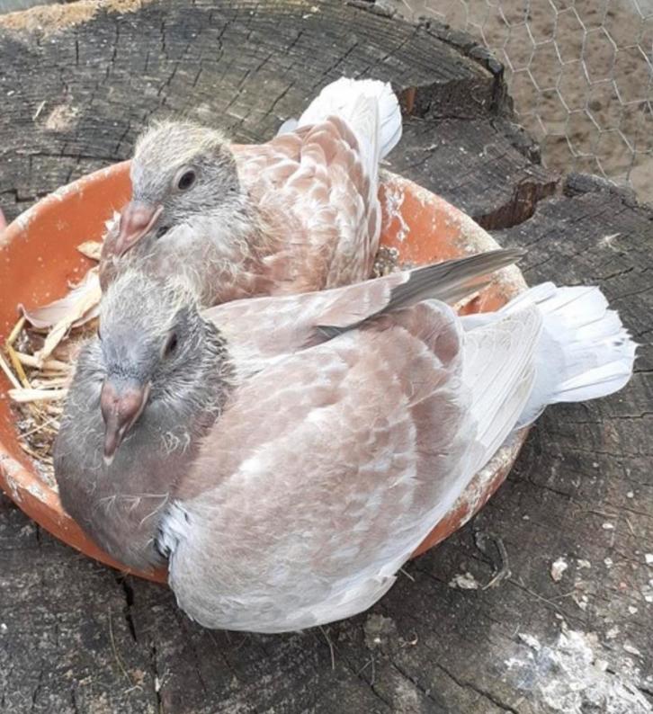 Jonge duiven 2de en 3de ronde, Dieren en Toebehoren, Vogels | Duiven