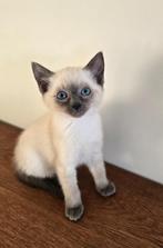 Siamees kittens, Dieren en Toebehoren, Katten en Kittens | Raskatten | Korthaar, Meerdere dieren, Gechipt, 0 tot 2 jaar